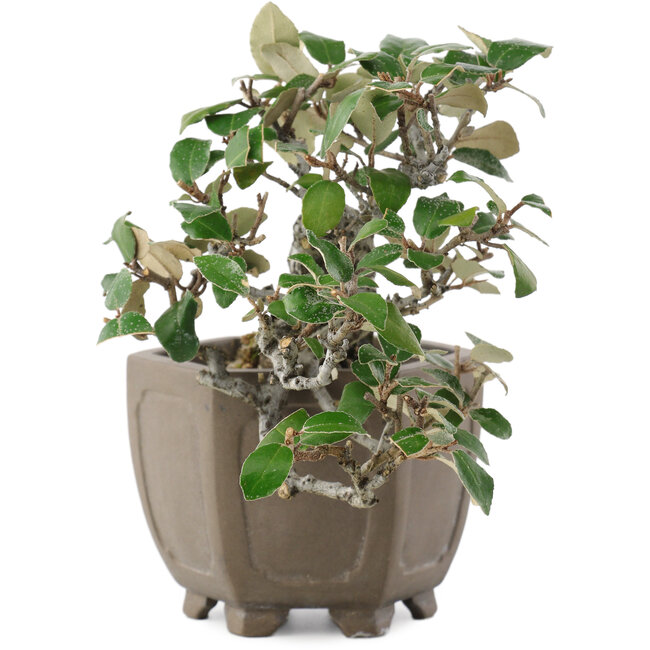 Elaeagnus, 14,5 cm, ± 20 anni