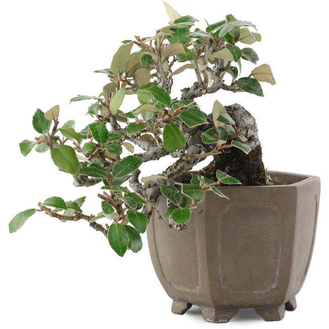 Elaeagnus, 14,5 cm, ± 20 years old