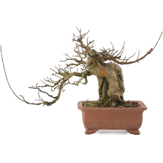 Acer buergerianum, 19 cm, ± 20 jaar oud