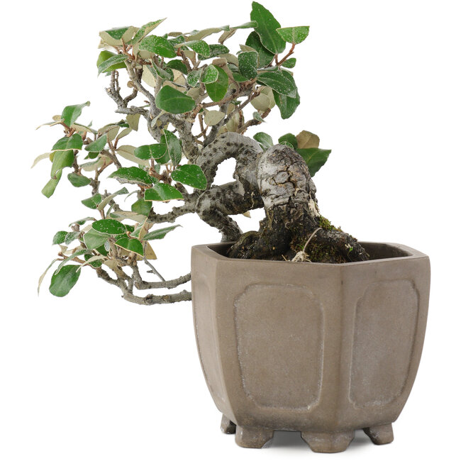 Elaeagnus, 14,5 cm, ± 20 jaar oud