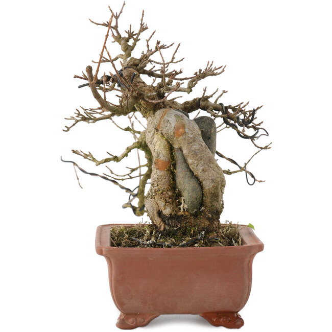 Acer buergerianum, 19 cm, ± 20 years old