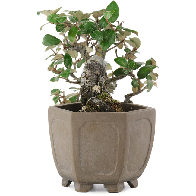 Elaeagnus, 14,5 cm, ± 20 Jahre alt