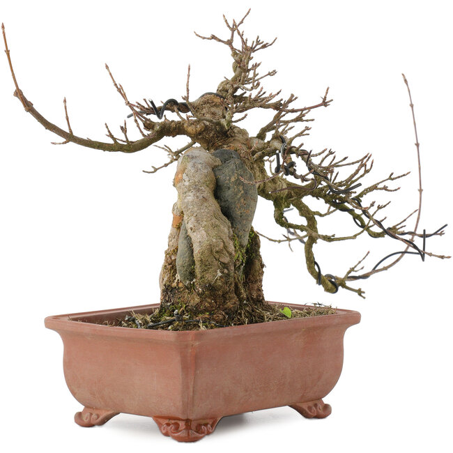 Acer buergerianum, 19 cm, ± 20 years old