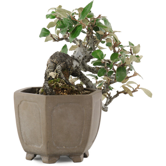 Elaeagnus, 14,5 cm, ± 20 años