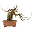 Acer buergerianum, 19 cm, ± 20 Jahre alt