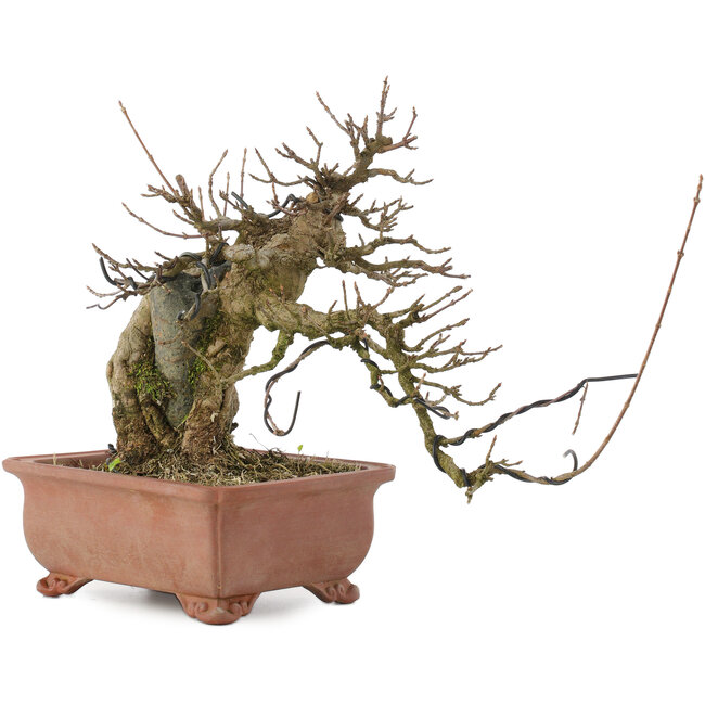 Acer buergerianum, 19 cm, ± 20 años