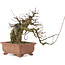 Acer buergerianum, 19 cm, ± 20 anni