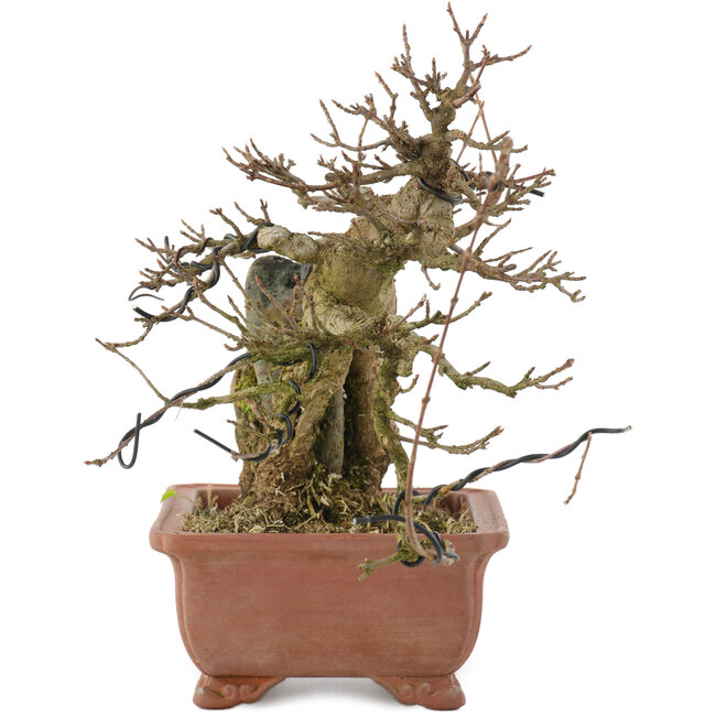 Acer buergerianum, 19 cm, ± 20 anni