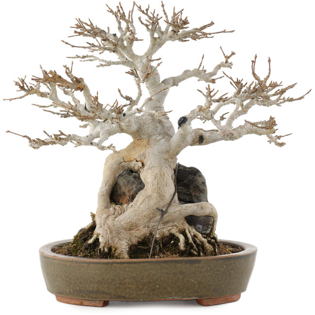 Acer buergerianum, 23 cm, ± 40 anni, in vaso con piccole sbeccature