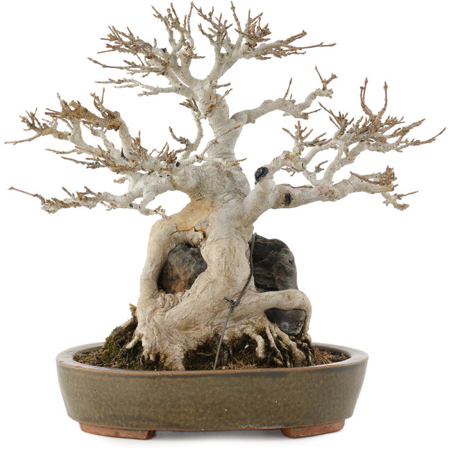 Acer buergerianum, 23 cm, ± 40 ans, en pot avec petits éclats