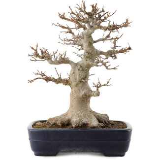 Yamafusa Acer buergerianum, 26 cm, ± 40 Jahre alt