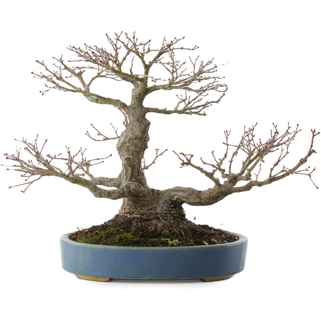 Acer palmatum, 28 cm, ± 40 Jahre alt, mit einem Nebari von 13 cm