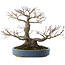 Acer palmatum, 28 cm, ± 40 ans, avec un nebari de 13 cm