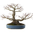 Acer palmatum, 28 cm, ± 40 Jahre alt, mit einem Nebari von 13 cm
