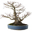 Acer palmatum, 28 cm, ± 40 jaar oud, met een nebari van 13 cm