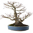 Acer palmatum, 28 cm, ± 40 years old, with a nebari of 13 cm