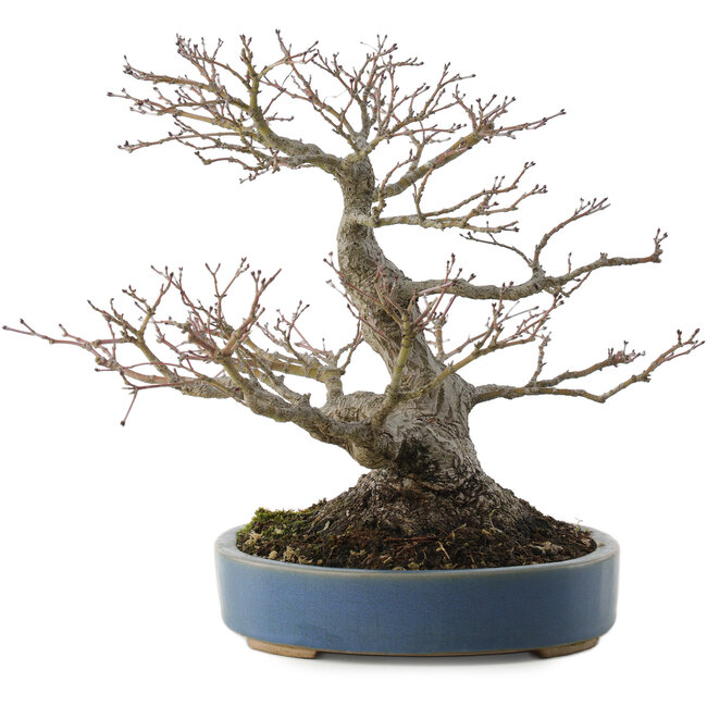 Acer palmatum, 28 cm, ± 40 Jahre alt, mit einem Nebari von 13 cm