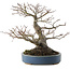 Acer palmatum, 28 cm, ± 40 jaar oud, met een nebari van 13 cm