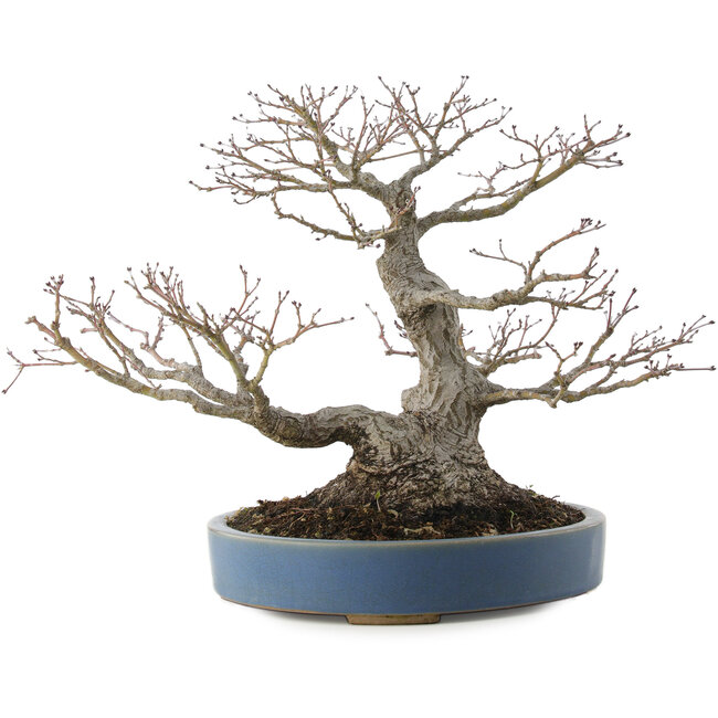 Acer palmatum, 28 cm, ± 40 anni, con un nebari di 13 cm