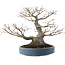 Acer palmatum, 28 cm, ± 40 anni, con un nebari di 13 cm