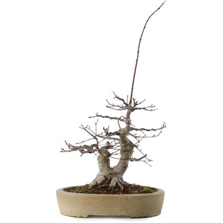 Acer palmatum Deshojo, 23 cm, ± 20 anni