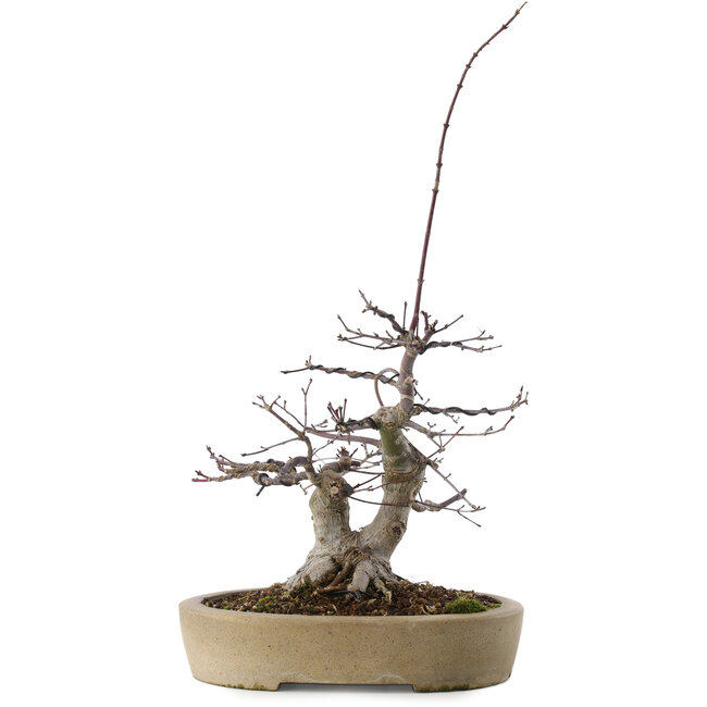 Acer palmatum Deshojo, 23 cm, ± 20 años, en maceta con virutas pequeñas