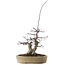 Acer palmatum Deshojo, 23 cm, ± 20 anni, in vaso con piccole scheggiature