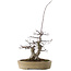 Acer palmatum Deshojo, 23 cm, ± 20 years old, in a pot with small chips