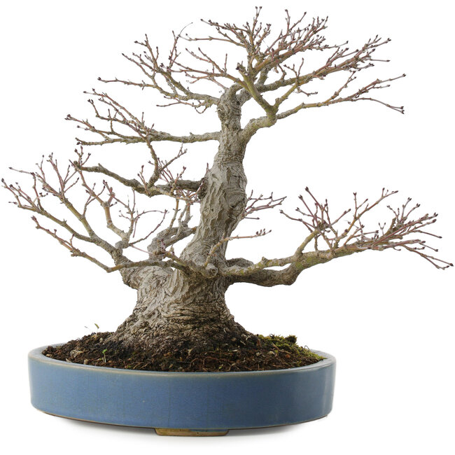 Acer palmatum, 28 cm, ± 40 anni, con un nebari di 13 cm