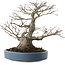 Acer palmatum, 28 cm, ± 40 anni, con un nebari di 13 cm