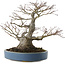 Acer palmatum, 28 cm, ± 40 jaar oud, met een nebari van 13 cm