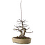 Acer palmatum Deshojo, 23 cm, ± 20 años, en maceta con virutas pequeñas