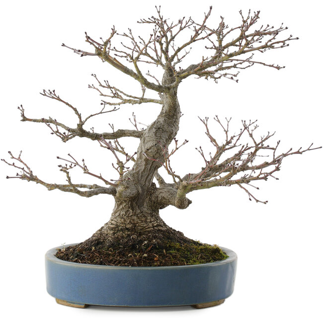 Acer palmatum, 28 cm, ± 40 anni, con un nebari di 13 cm