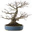 Acer palmatum, 28 cm, ± 40 jaar oud, met een nebari van 13 cm