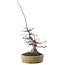 Acer palmatum Deshojo, 23 cm, ± 20 anni, in vaso con piccole scheggiature