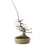 Acer palmatum Deshojo, 23 cm, ± 20 años, en maceta con virutas pequeñas