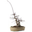 Acer palmatum Deshojo, 23 cm, ± 20 anni, in vaso con piccole scheggiature