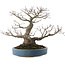 Acer palmatum, 28 cm, ± 40 jaar oud, met een nebari van 13 cm