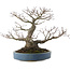Acer palmatum, 28 cm, ± 40 Jahre alt, mit einem Nebari von 13 cm