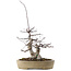 Acer palmatum Deshojo, 23 cm, ± 20 ans, en pot avec petits éclats