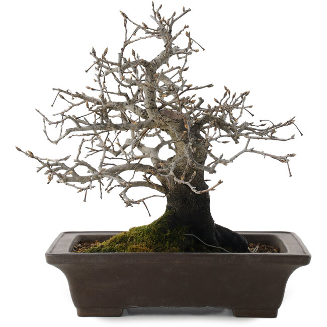 Diospyros kaki, 26 cm, ± 40 anni