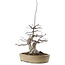 Acer palmatum Deshojo, 23 cm, ± 20 años, en maceta con virutas pequeñas