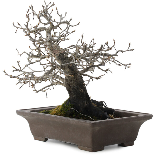 Diospyros kaki, 26 cm, ± 40 jaar oud