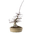 Acer palmatum Deshojo, 23 cm, ± 20 años, en maceta con virutas pequeñas