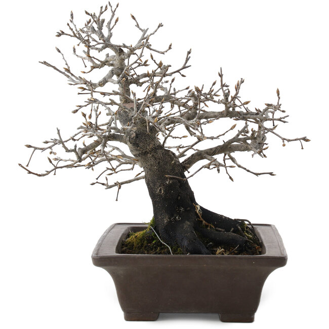 Diospyros kaki, 26 cm, ± 40 ans