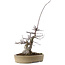 Acer palmatum Deshojo, 23 cm, ± 20 años, en maceta con virutas pequeñas