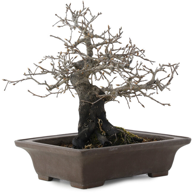 Diospyros kaki, 26 cm, ± 40 anni