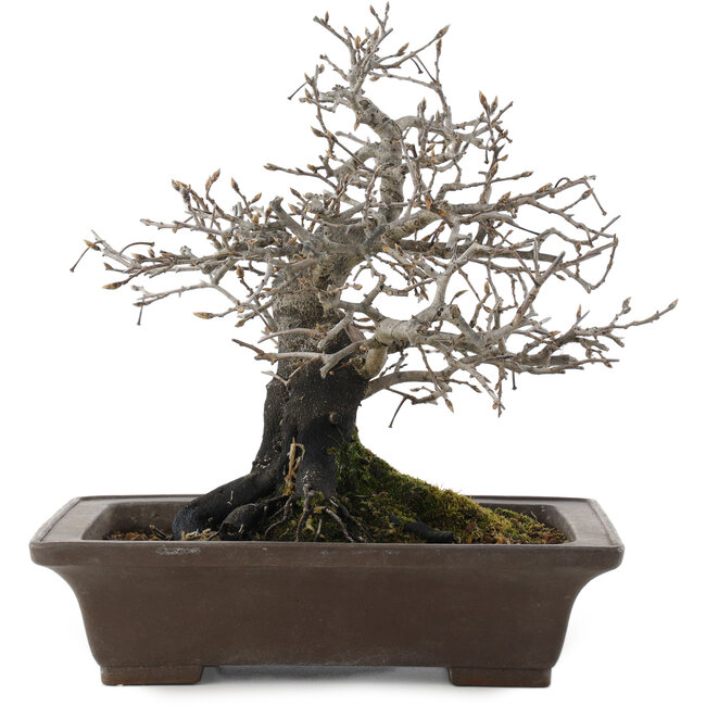 Diospyros kaki, 26 cm, ± 40 años