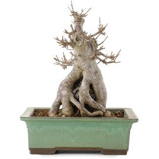 Acer buergerianum, 23 cm, ± 20 ans