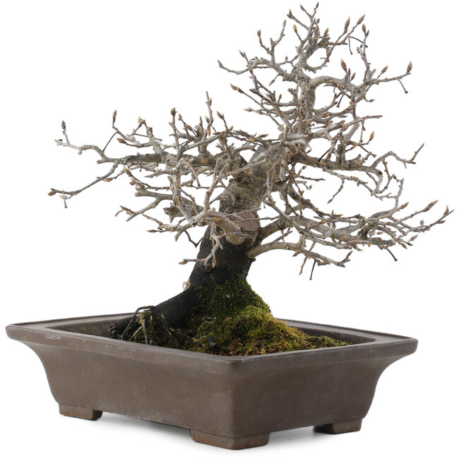 Diospyros kaki, 26 cm, ± 40 anni